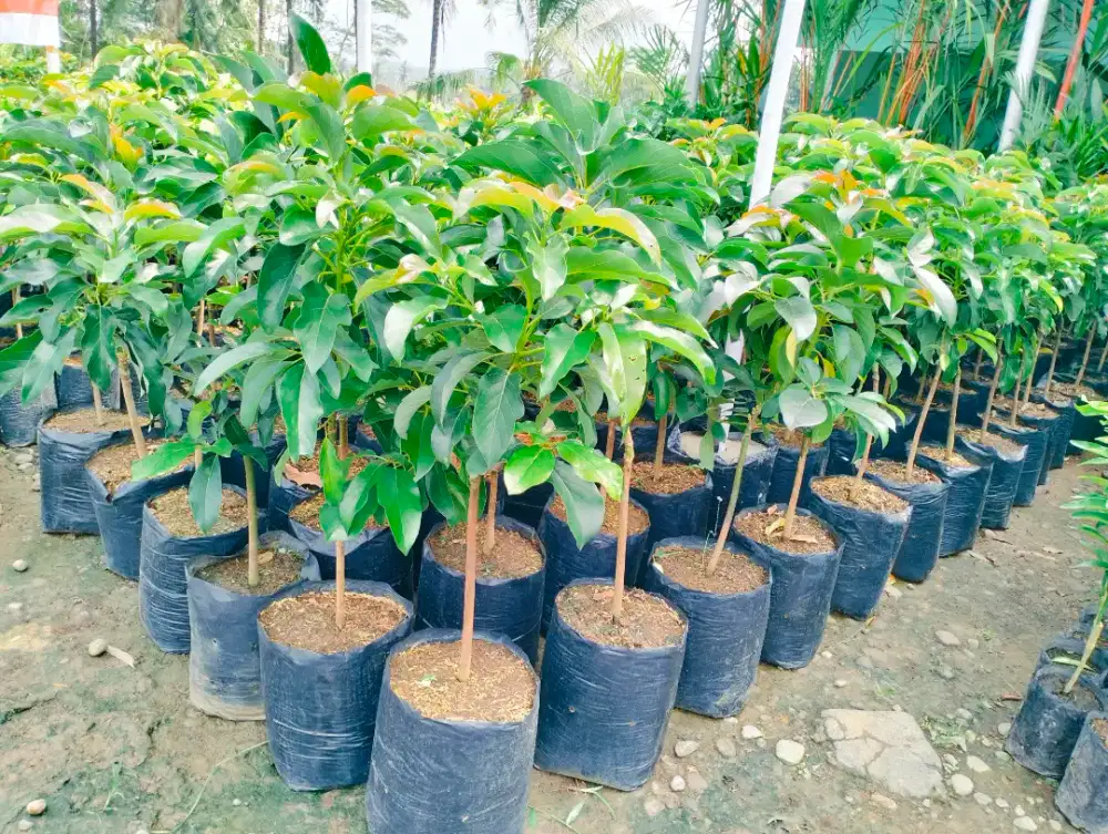 Bibit Alpukat Aligator