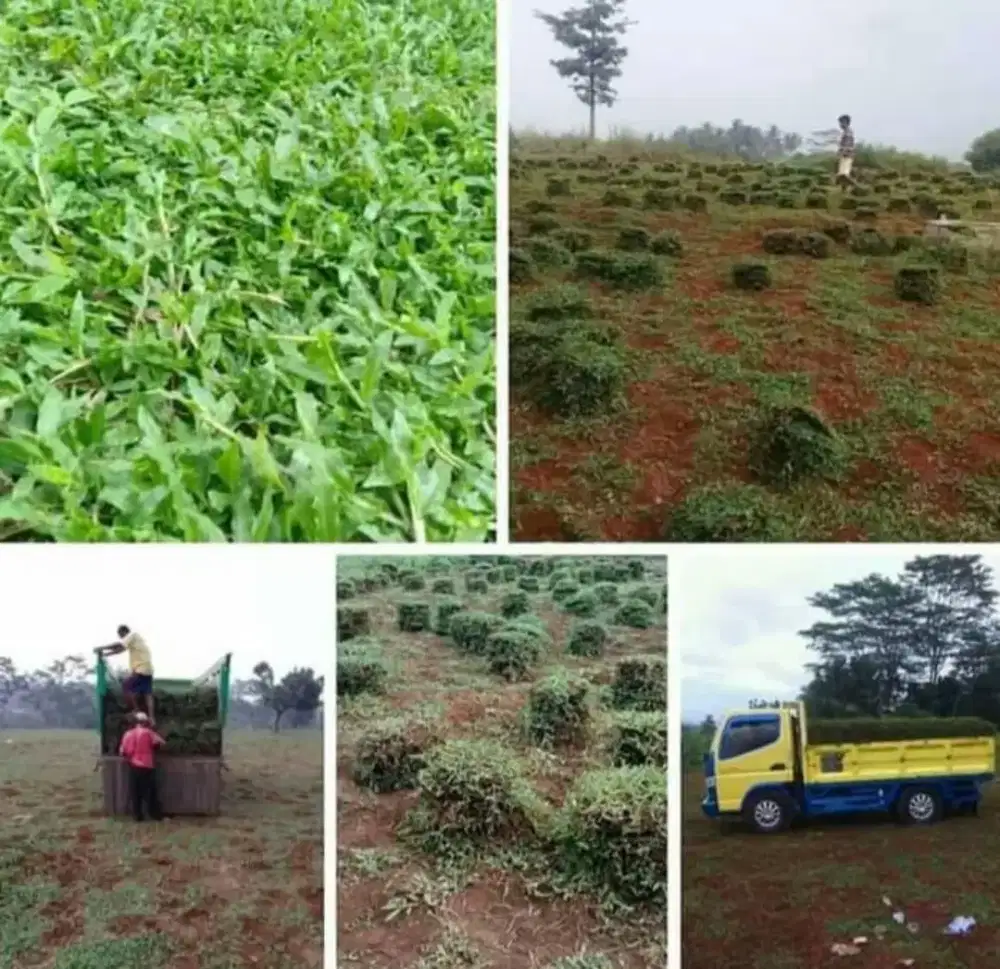 Jual Berbagai Jenis Rumput