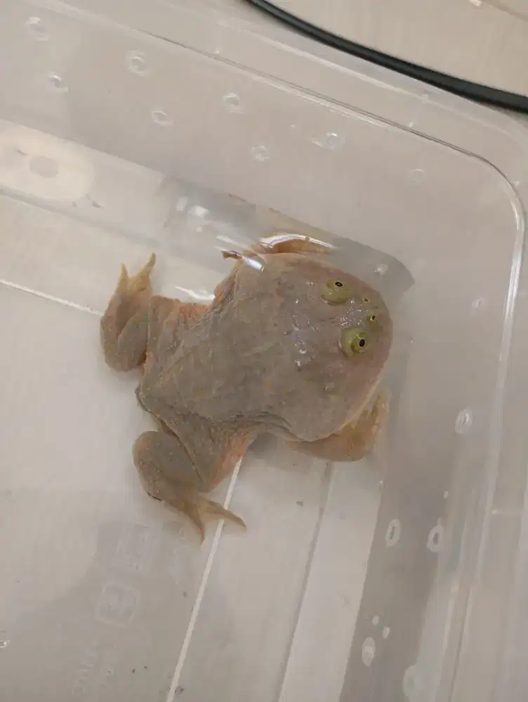 Budget frog / Freddy Kruger frog 4-5 cm