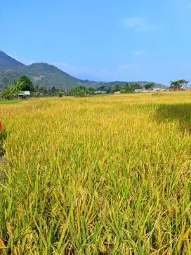 Jual sawah produktif  1.556 m2