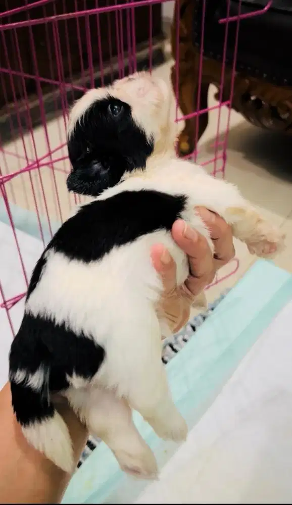 Shihtzu shitzu VAKSIN warna panda pure