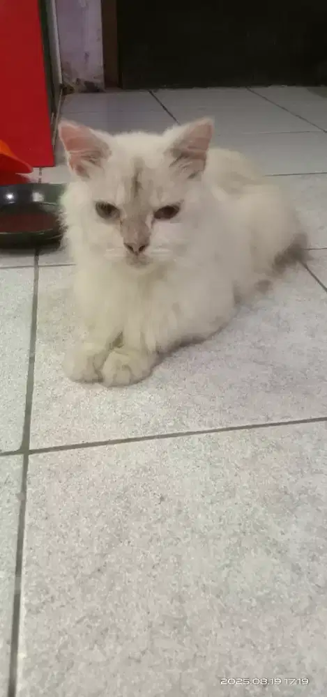 Kucing Persia Himalaya  betina dewasa