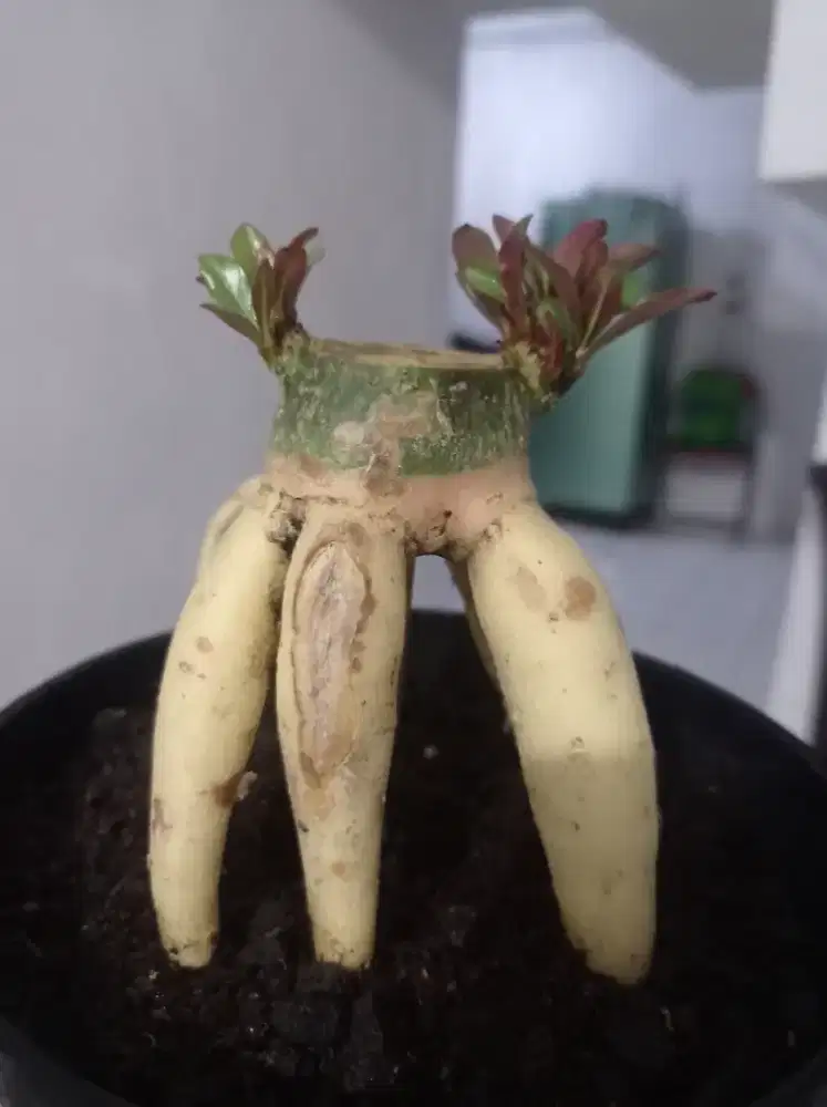 Adenium grapt akar emas prokar