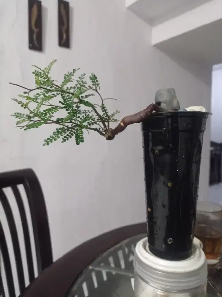 Pachipus Madagaskar caskade