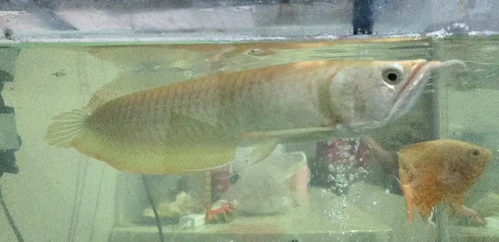 ARWANA ALBINO RED/IKAN ARWANA/IKAM PREDATOR