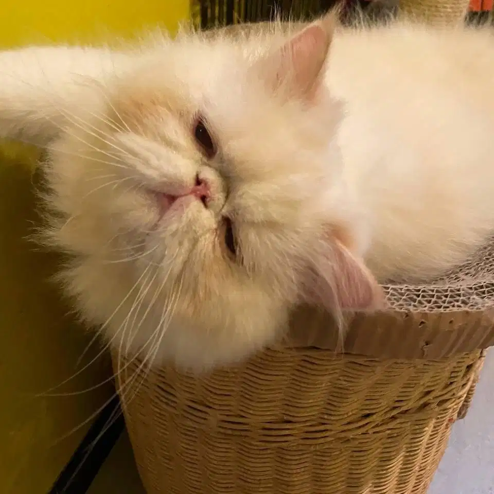 kucing persia jantan