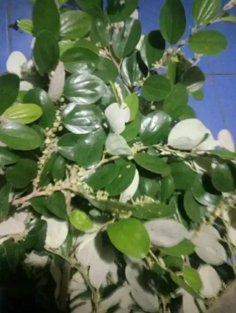 Jual COD serba serbi Bidara Arab Bandung kota