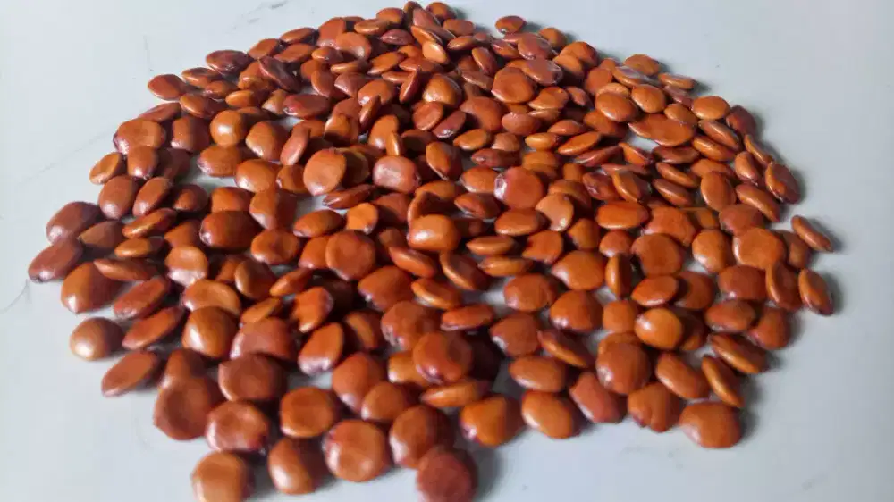 Jual COD Serba Serbi Bidara Arab Bandung