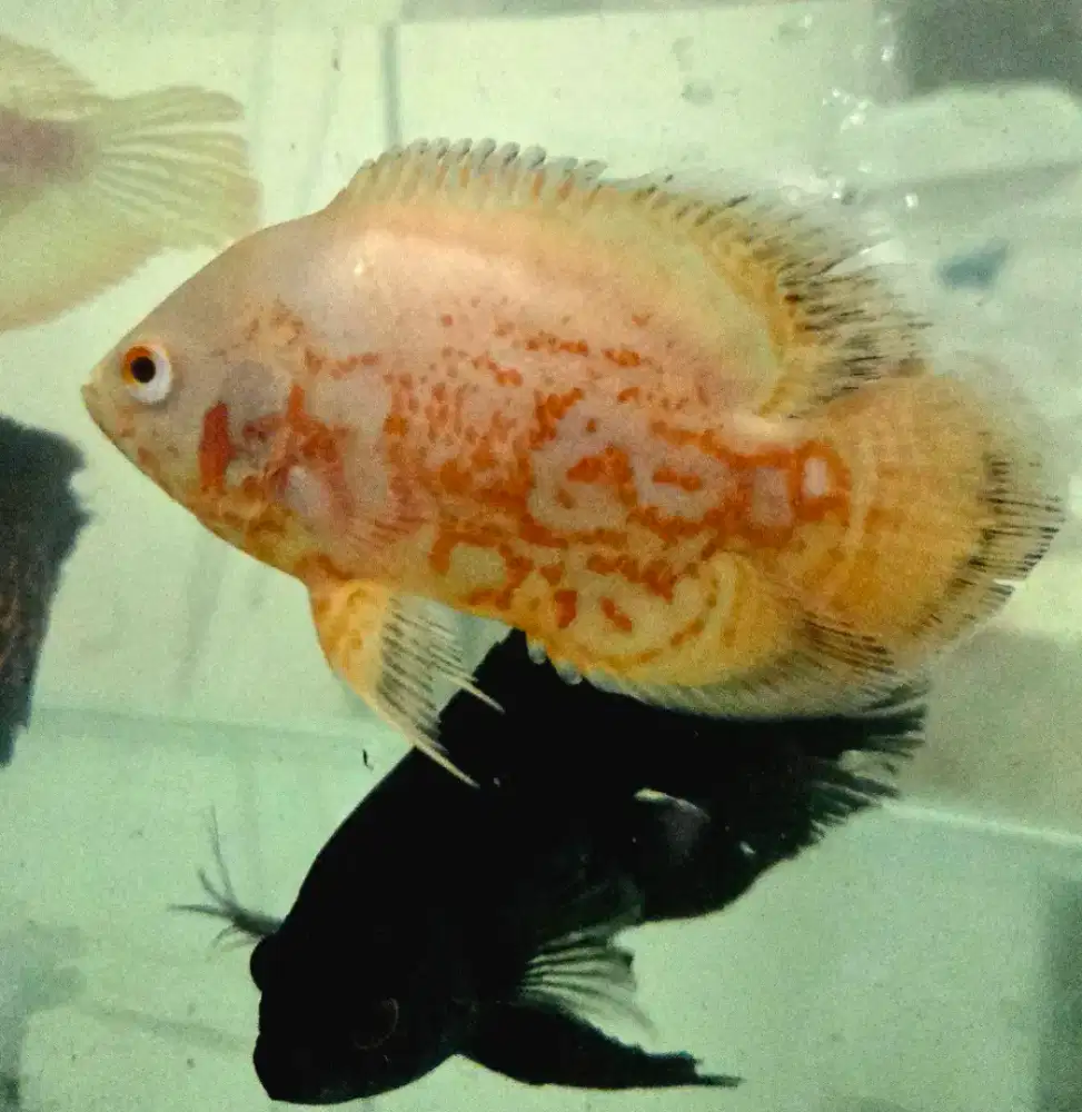 OSCAR ALBINO/IKAN PREDATOR/IKAN OSCAR