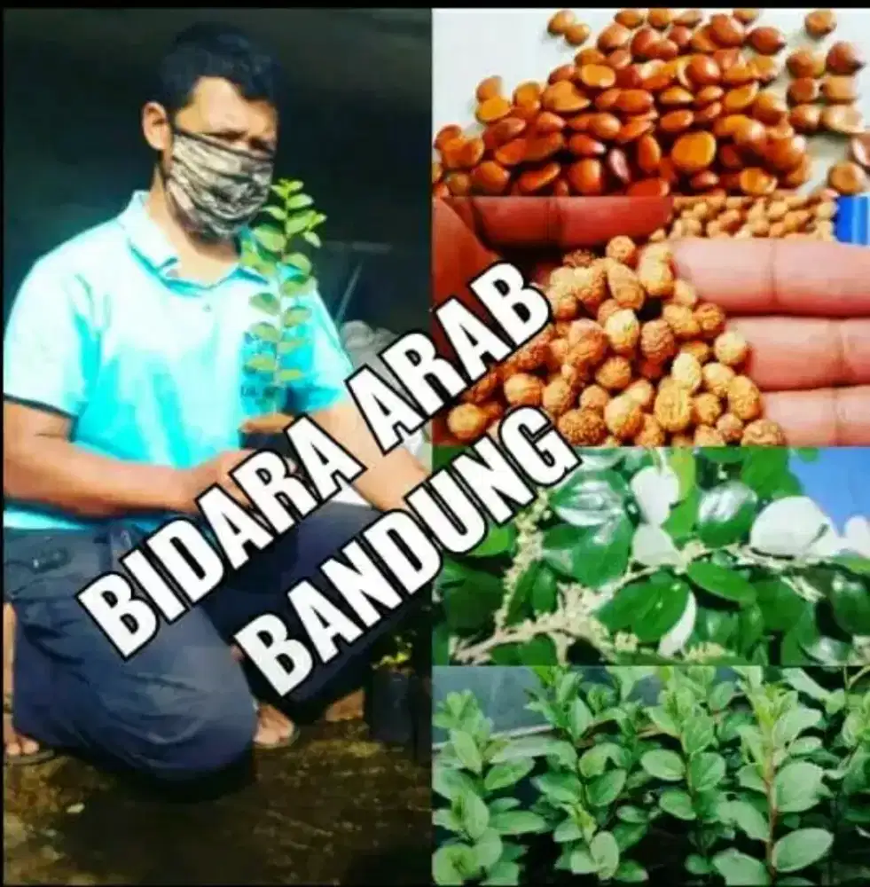 Jual COD serba serbi Bidara Arab Bandung kota