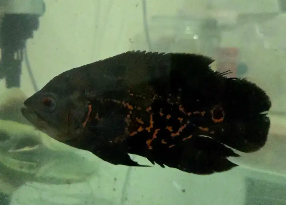 OSCAR BLACK/IKAN PREDATOR/IKAN OSCAR