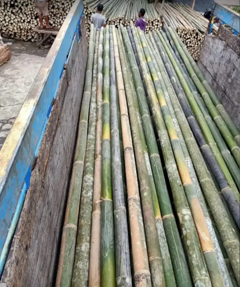 Jual bambu steger panjang 6 meter