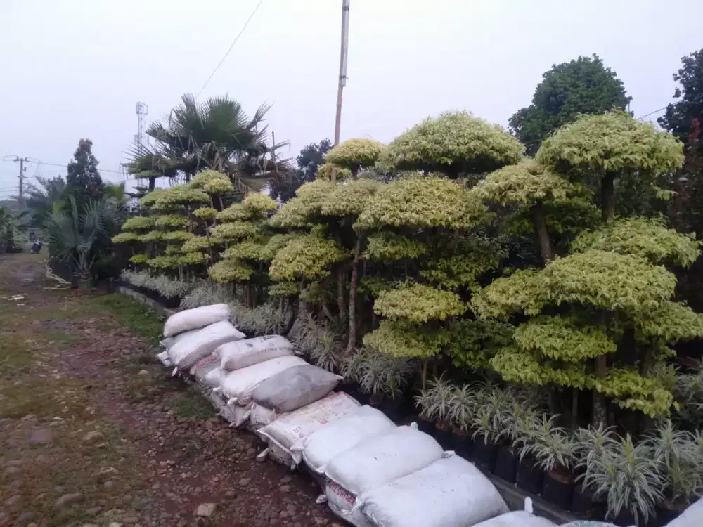 Pohon bonsai anting Putri