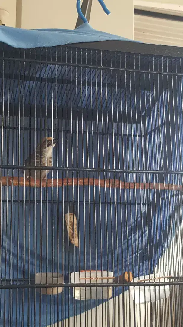 Dijual Cucak Rowo & Cucak Ijo