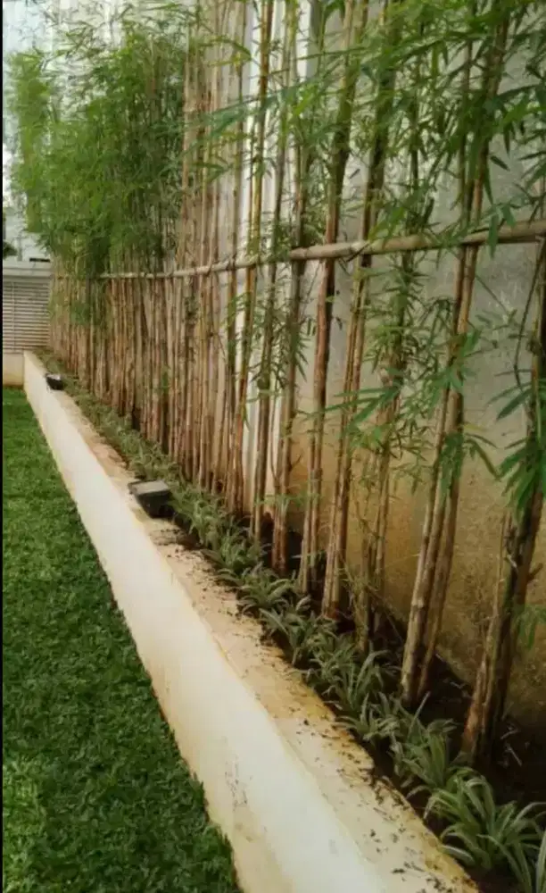 jual pohon bambu jepang,tukang bambu