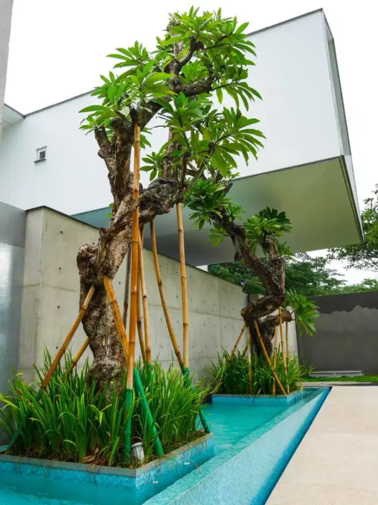 Bonsai kamboja fosil