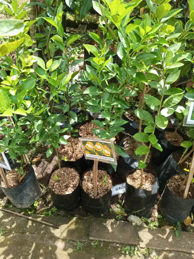 Bibit Jeruk Keprok