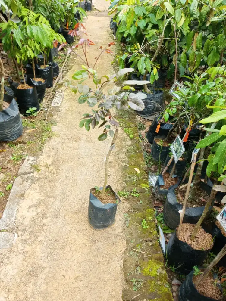 Bibit kelengkeng Merah