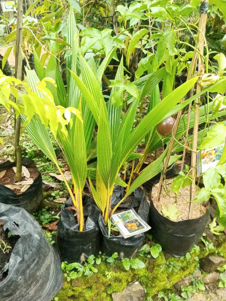 Bibit kelapa gading