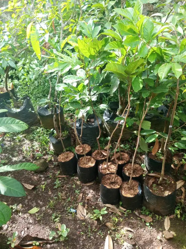 Bibit Rambutan Rafia