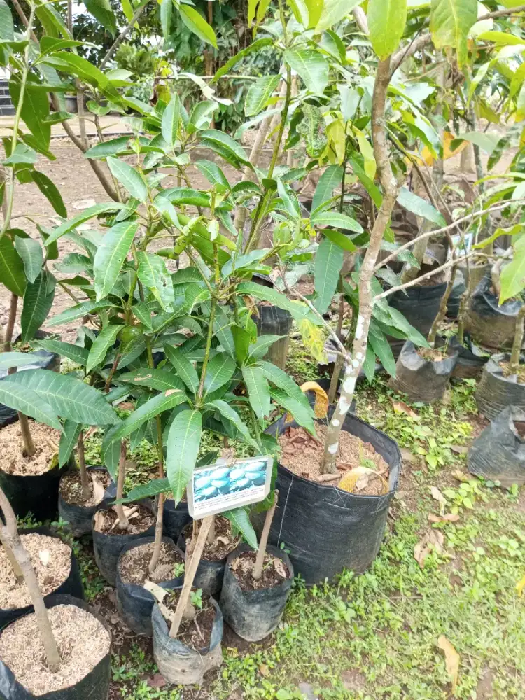 Bibit Mangga Arumanis