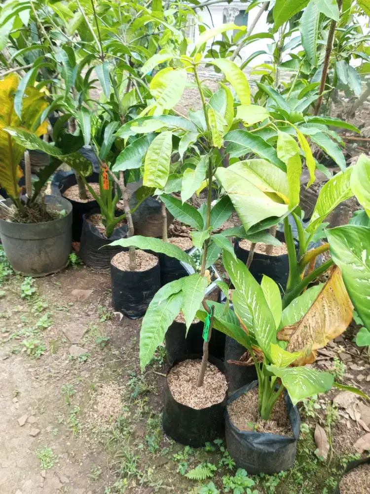 Bibit Mangga Chokanan