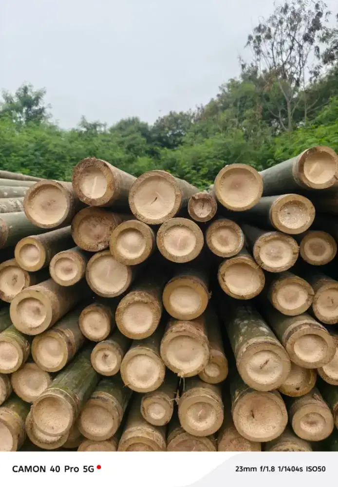 Jual bambu steger cor panjang 6 meter