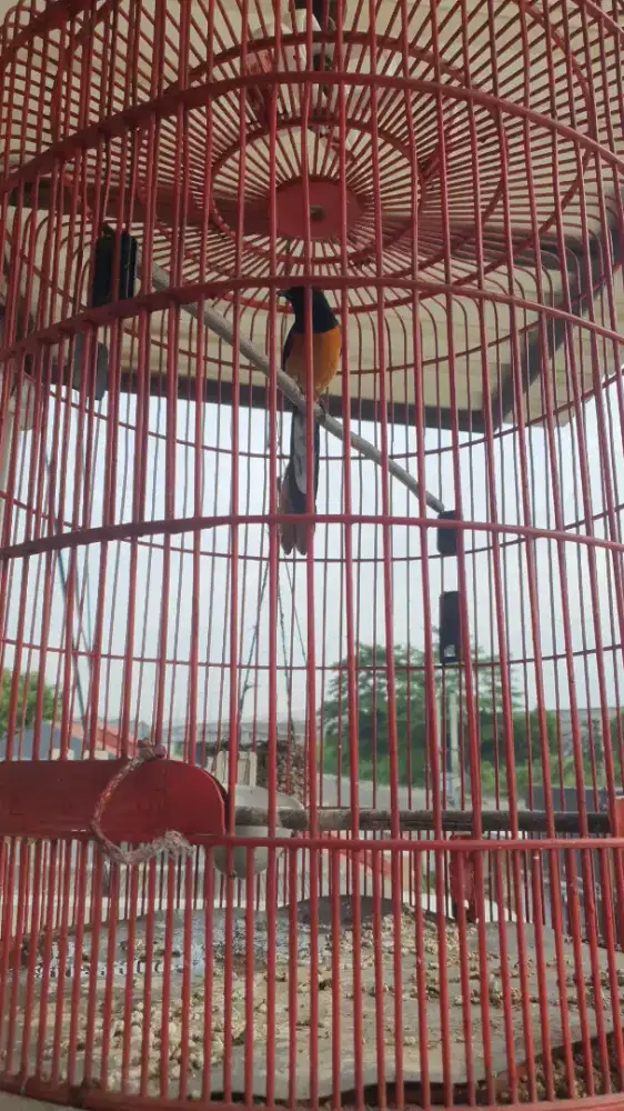 Murai Borongan Jual Rugi