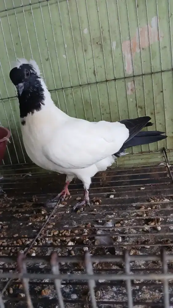 Merpati blacknun usia 2 bulan