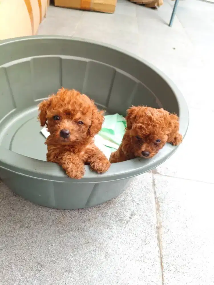 JUAL ANJING POODLE SUPERMINI 2 EKOR FEMALE STAMBUM LENGKAP