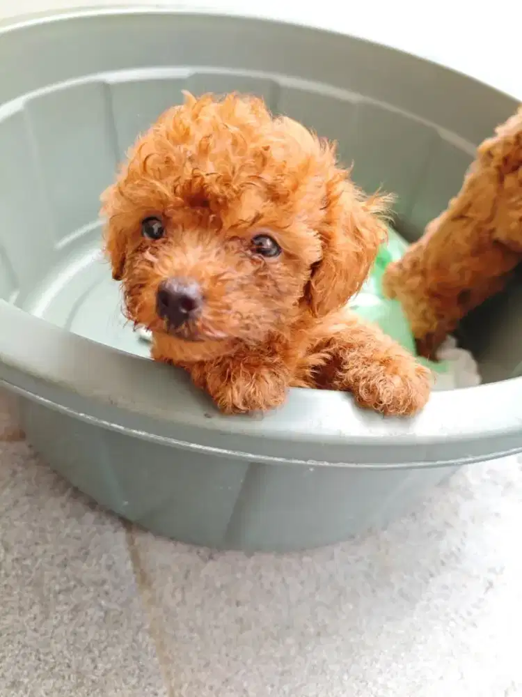 JUAL MURAH ANJING POODLE SUPERMINI 2 EKOR FEMALE STAMBUM LENGKAP