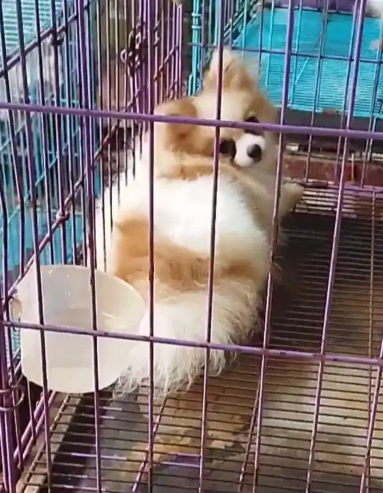 Betina mini pom bulu kapas stb vaksin