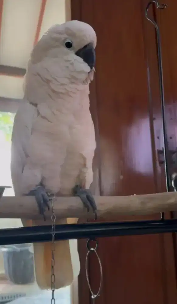Burung Kakatua Maluku Talking
