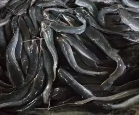 Ikan Lele Segar