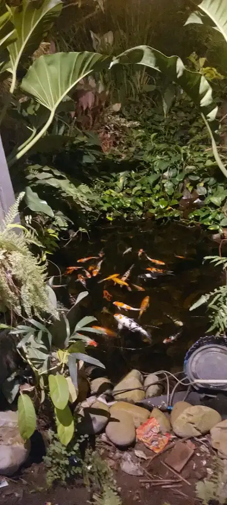 Ikan Koi berbagai ukuran