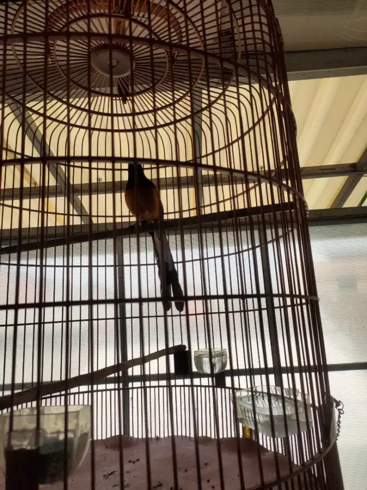 Burung Muray Batu Medan ring 2, gacor dor, umur 2x mabung muda