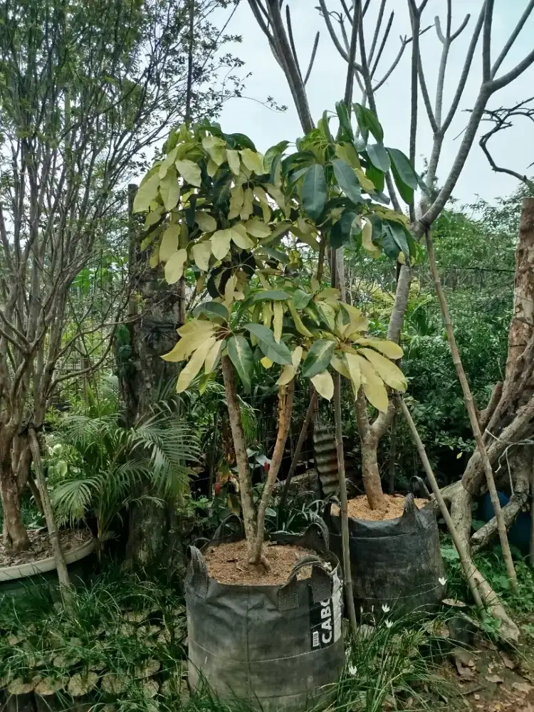 Walisongo daun lebar varigata