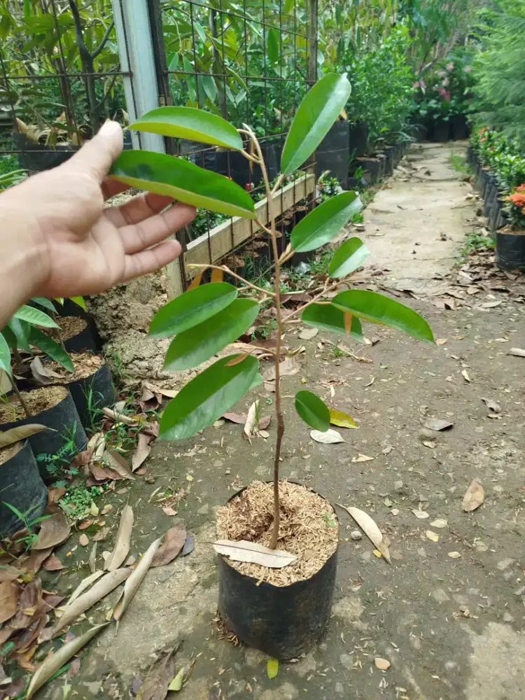 Bibit durian 40-60cm