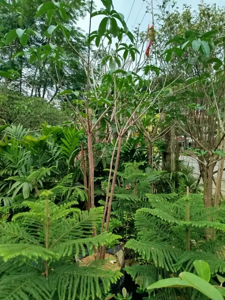 Pohon pule putih geruping