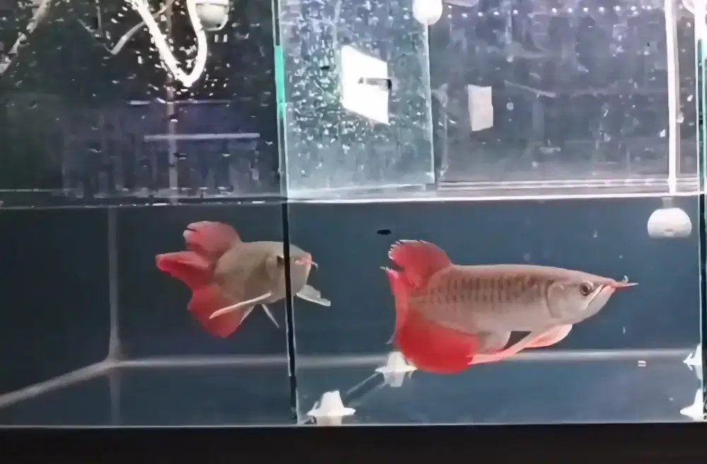 Arwana super red kumpay 30cm