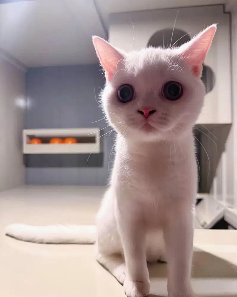 Kucing Scottish Straight Jantan