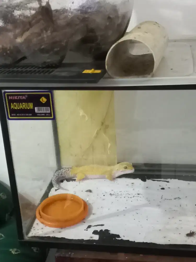 Gecko sehat kuat dan rakus