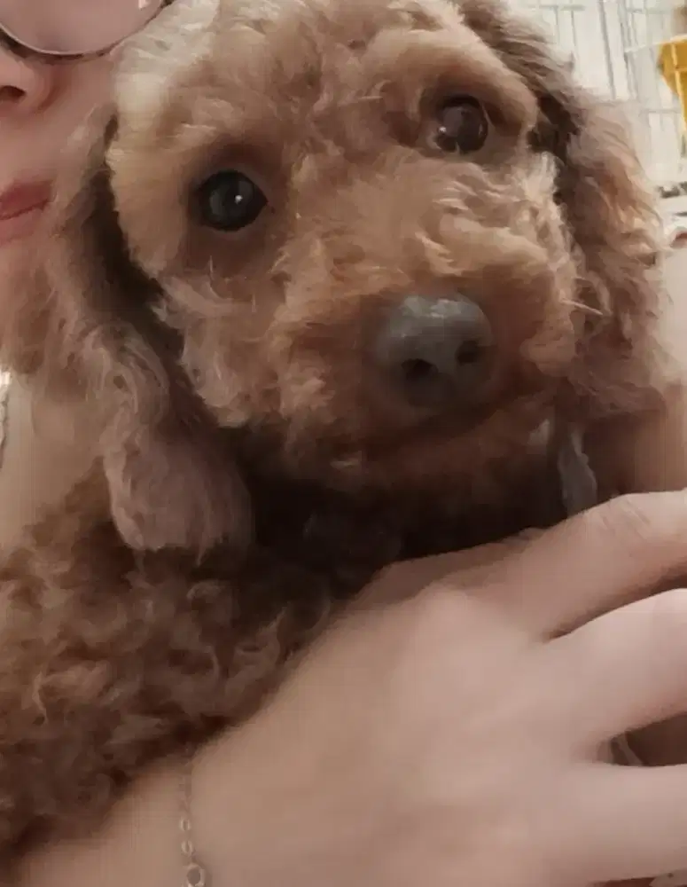 Indukan Toy Poodle