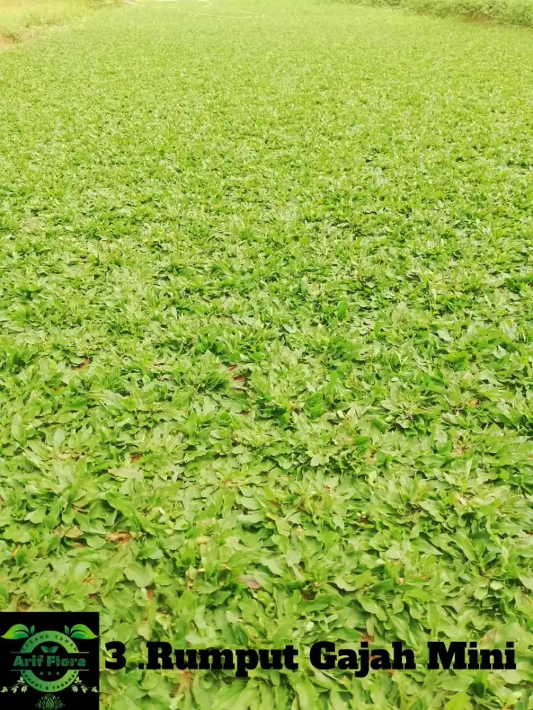 Rumput Gajah Mini