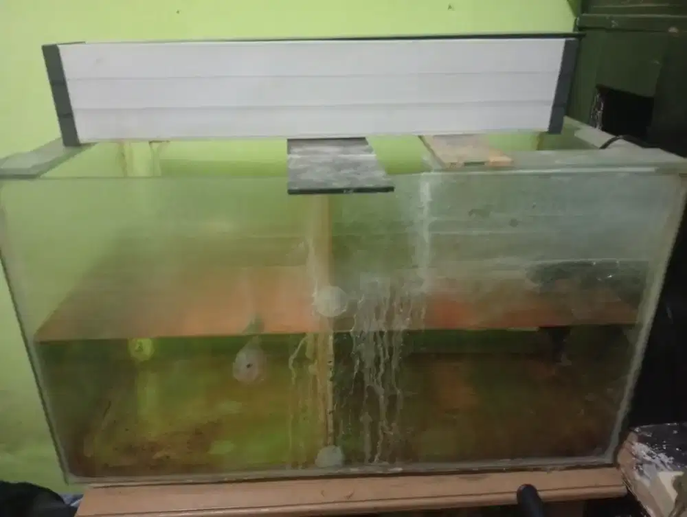 Aquarium  + ikan louhan 5 jari + mesin filter dan filter