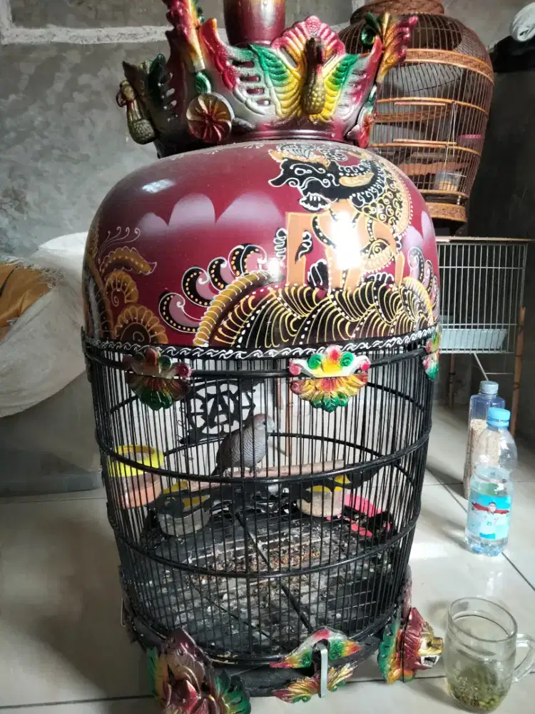 Perkutut cemani mojopahit manggung