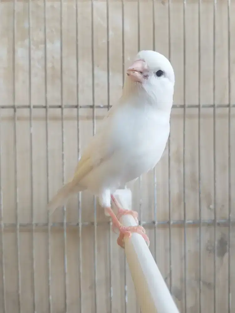 Kenari Spanish Timbrado Betina Putih