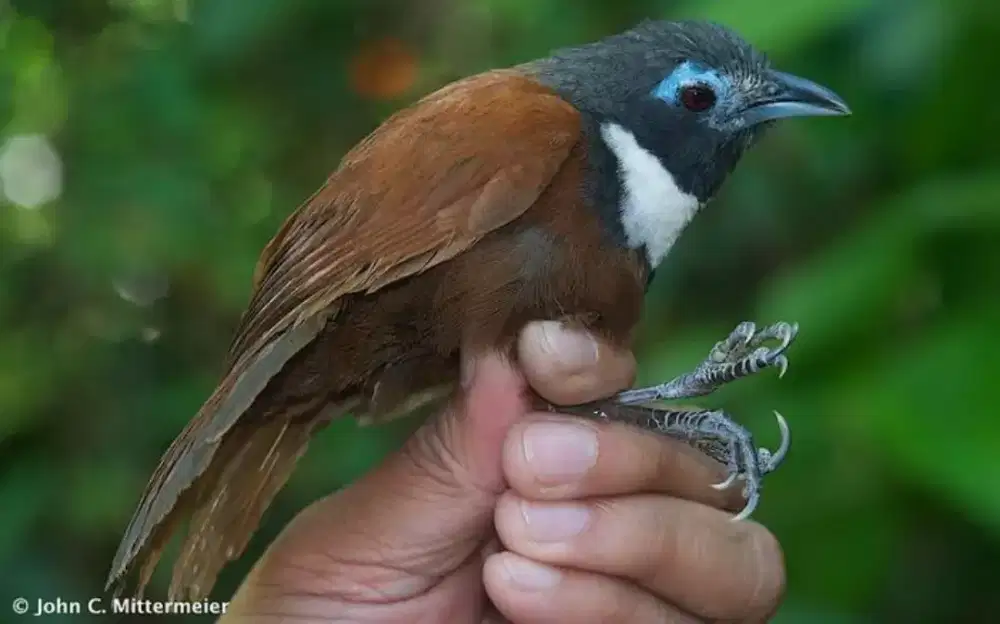 Burung masteran atau buat aviary bunyi panjang ngevoer