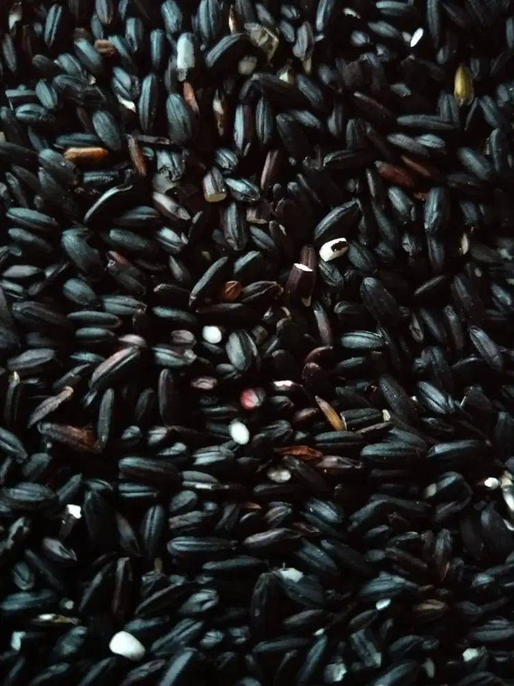 Beras Ketan Hitam (Black Glutinous Rice) Cililin.