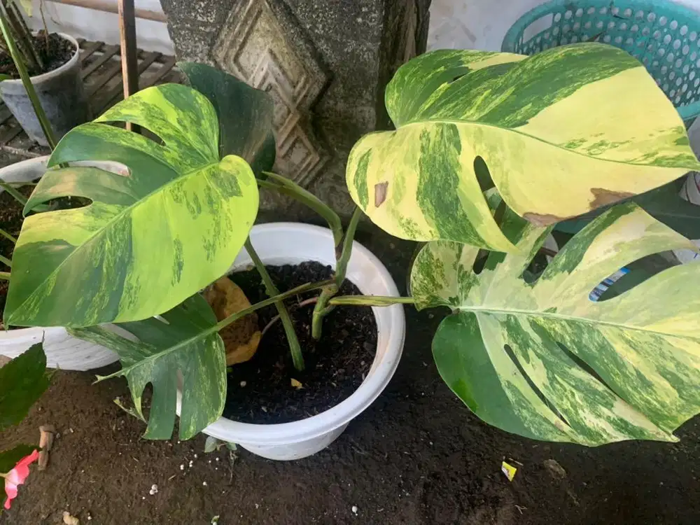 Monstera Marmorata
